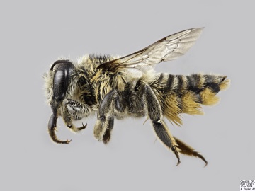[Megachile latimanus female thumbnail]